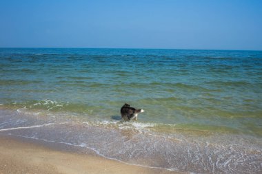 husky köpek mutlu kumlu plajda çalışan