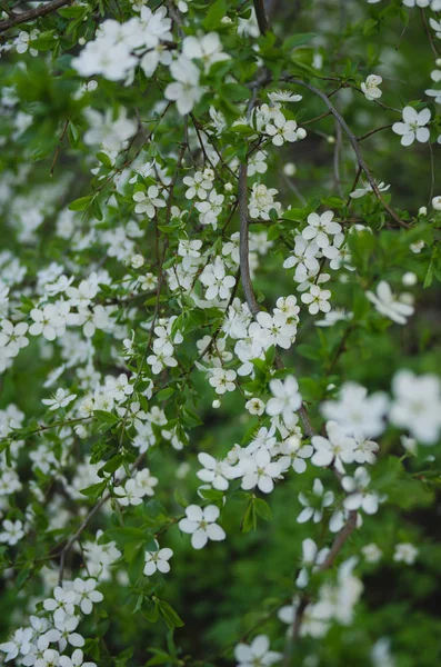 Mooie lente bomen met witte bloemen — Stockfoto