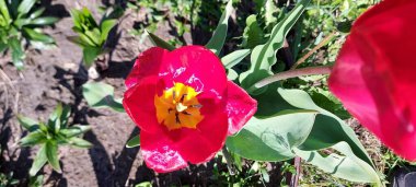 Kırmızı güzel lale Çiçek açabilir