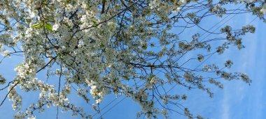 Bahar kiraz çiçekleri. Bahçeler.