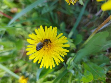 Arı, yeşil çimlerde güzel sarı karahindiba tozlaştırır.