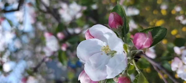 Kwitnąca Jabłoń Delikatne Białe Kwiaty Niebie — Zdjęcie stockowe