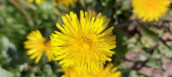 緑の芝生の上で美しい黄色のタンポポ — ストック写真