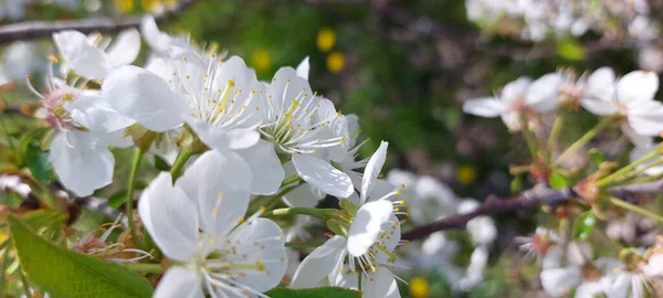 Wiosenne Kwiaty Wiśni Wiosenne Ogrody — Zdjęcie stockowe