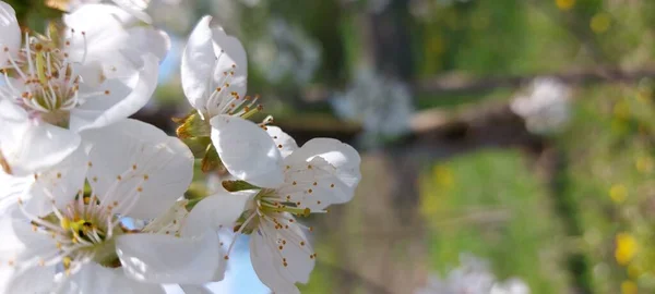 Jarní Višňové Květy Jarní Zahrady — Stock fotografie