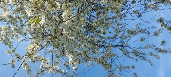 Spring Cherry Blossoms Spring Gardens — Stock Photo, Image