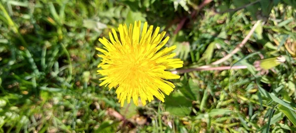 Bellissimo Dente Leone Giallo Erba Verde — Foto Stock