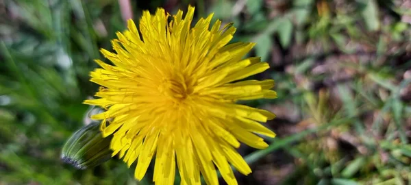 Schöner Gelber Löwenzahn Auf Grünem Gras — Stockfoto