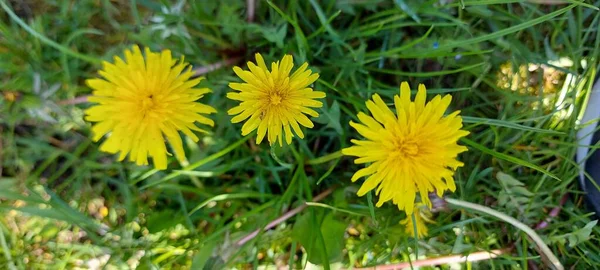 Beau Pissenlit Jaune Sur Herbe Verte — Photo