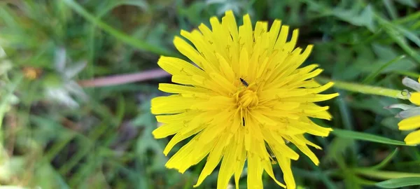Piękny Żółty Mniszek Lekarski Zielonej Trawie — Zdjęcie stockowe