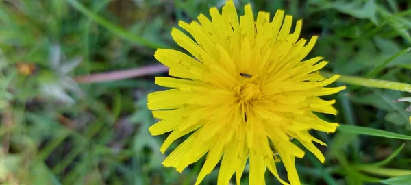 緑の芝生の上で美しい黄色のタンポポ — ストック写真