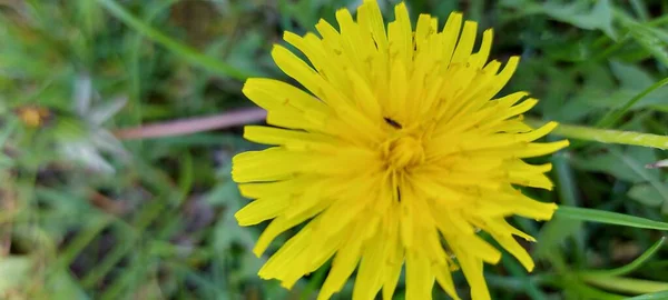 Beau Pissenlit Jaune Sur Herbe Verte — Photo