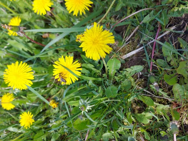 Pszczoła Zapyla Piękny Żółty Mniszek Lekarski Zielonej Trawie — Zdjęcie stockowe