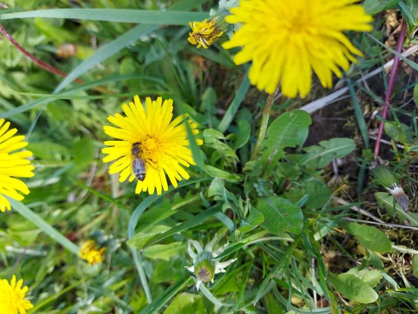 Pszczoła Zapyla Piękny Żółty Mniszek Lekarski Zielonej Trawie — Zdjęcie stockowe