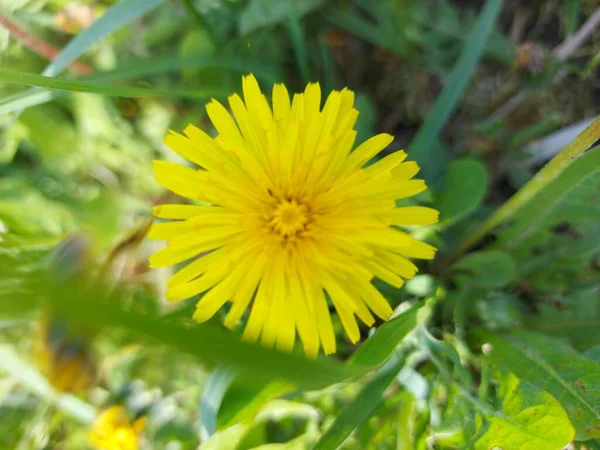 緑の芝生の上で美しい黄色のタンポポ  — 無料ストックフォト