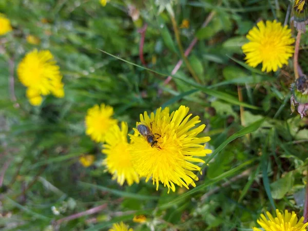 蜂は緑の草に美しい黄色のタンポポを受粉させます — ストック写真