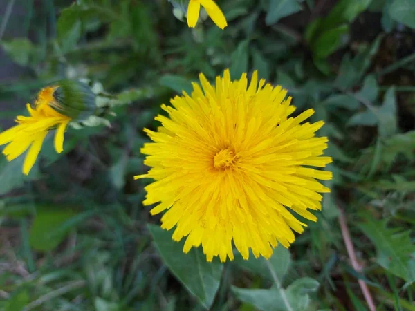 Hermoso Diente León Amarillo Sobre Hierba Verde — Foto de Stock