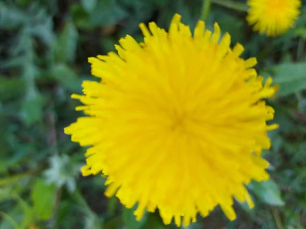 Hermoso Diente León Amarillo Sobre Hierba Verde — Foto de Stock