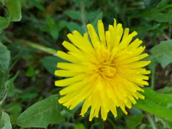 Belo Dente Leão Amarelo Grama Verde — Fotografia de Stock