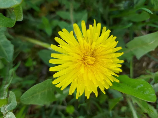 Bellissimo Dente Leone Giallo Erba Verde — Foto Stock