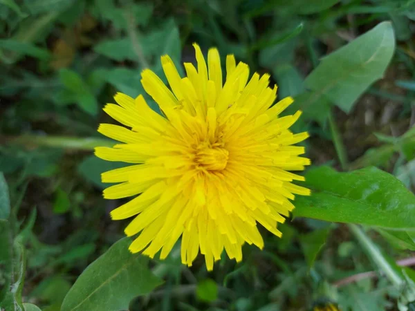 緑の芝生の上で美しい黄色のタンポポ — ストック写真