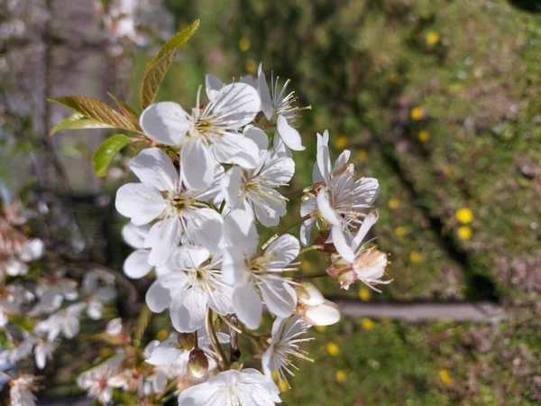 Gourgeous Třešňové Stromy Plné Květy — Stock fotografie