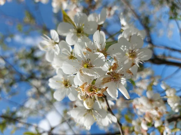Hermosos Cerezos Plena Floración — Foto de Stock