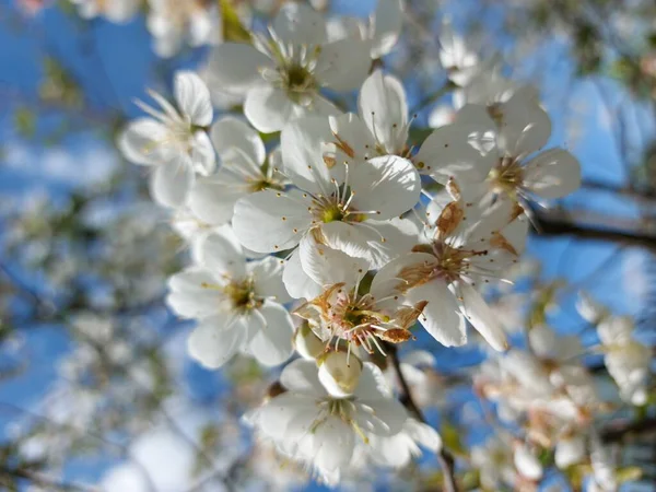 Wunderschöne Kirschbäume Voller Blüte — kostenloses Stockfoto