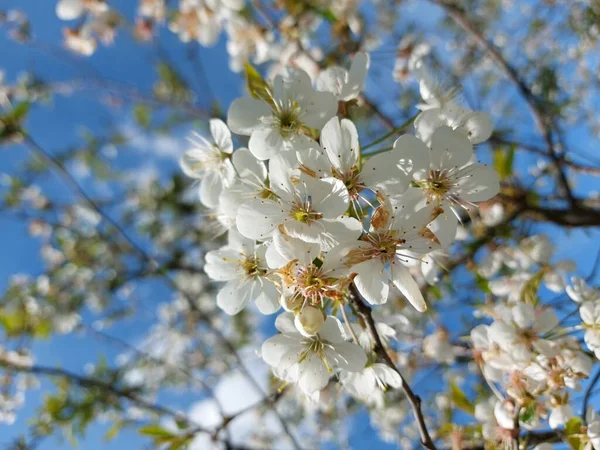 # Çiçek açmış kiraz ağaçları #