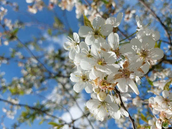 Hermosos Cerezos Plena Floración — Foto de Stock