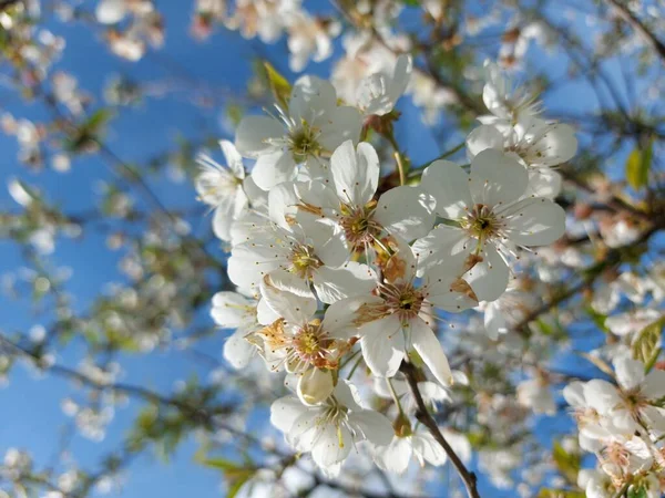 Gourgeous Třešňové Stromy Plné Květy — Stock fotografie