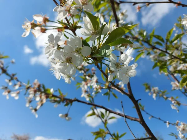 Gourgeous Třešňové Stromy Plné Květy — Stock fotografie