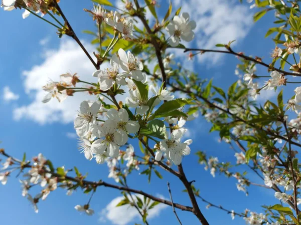 Gourgeous Cseresznyefák Teljes Virágzásban — ingyenes stock fotók