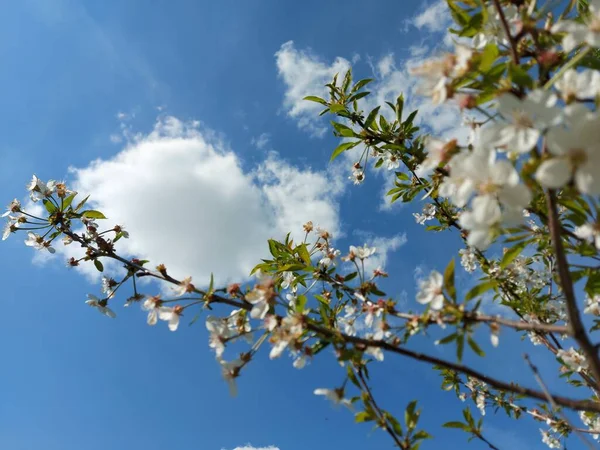 Cerejeiras Lindas Plena Floração — Fotografia de Stock