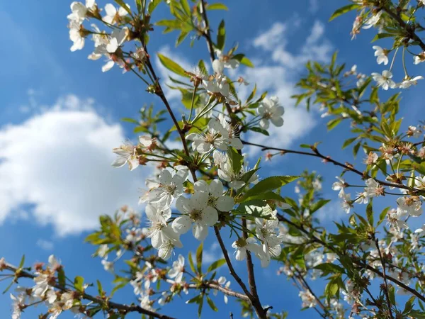 Cireșe Gourge Floare Plină — Fotografie, imagine de stoc