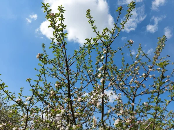 Flores Primavera Manzano Flor — Foto de Stock