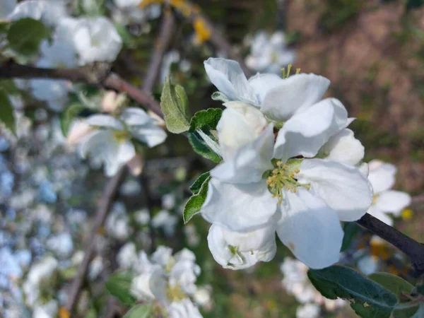 Wiosenne Kwiaty Kwitnące Jabłonie — Zdjęcie stockowe