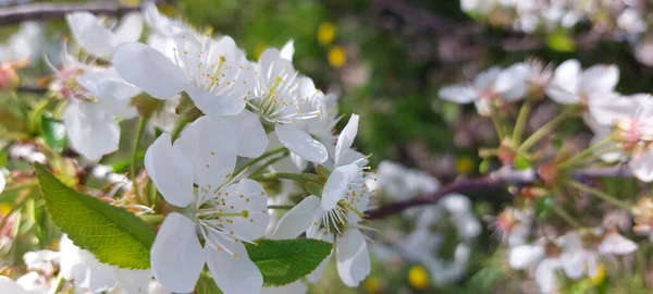 Flores Cereja Primavera Jardins Primavera Imagens De Bancos De Imagens Sem Royalties