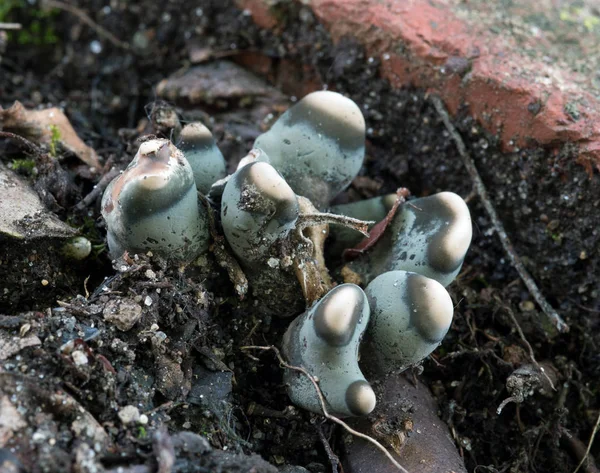 小さな青い・白い菌 — ストック写真