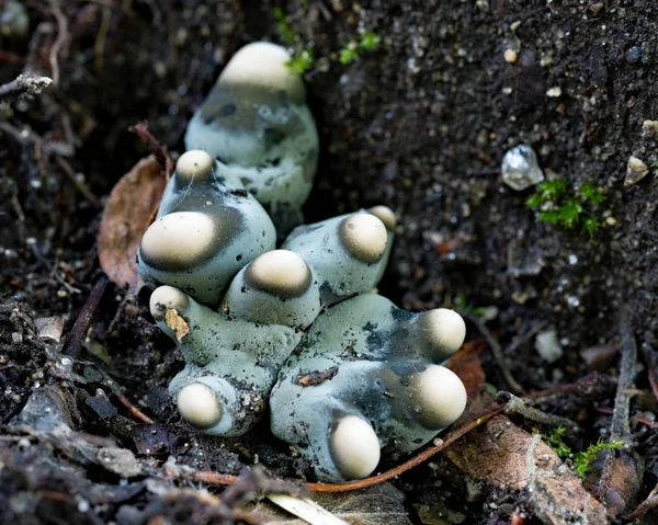 ブルー ・ ホワイトのドーム型菌 — ストック写真