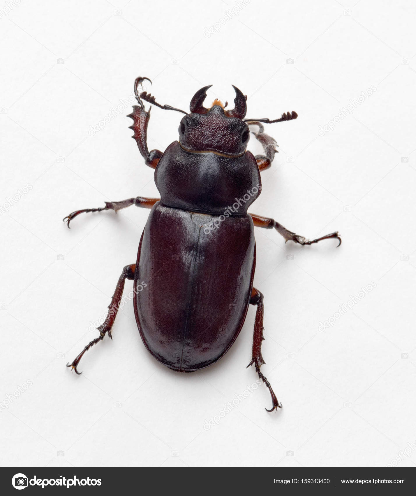 Besouro fêmea, vista superior — Foto © Lawcain #159313400, image size:1428x1700
