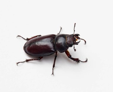 Kadın Stag Beetle, sağ tarafta