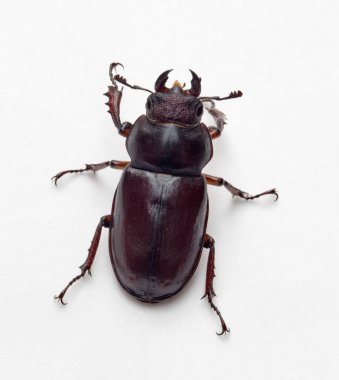Kadın Stag Beetle, üstten görünüm