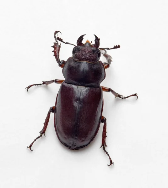 Female Stag Beetle, Top View — Stock Photo, Image