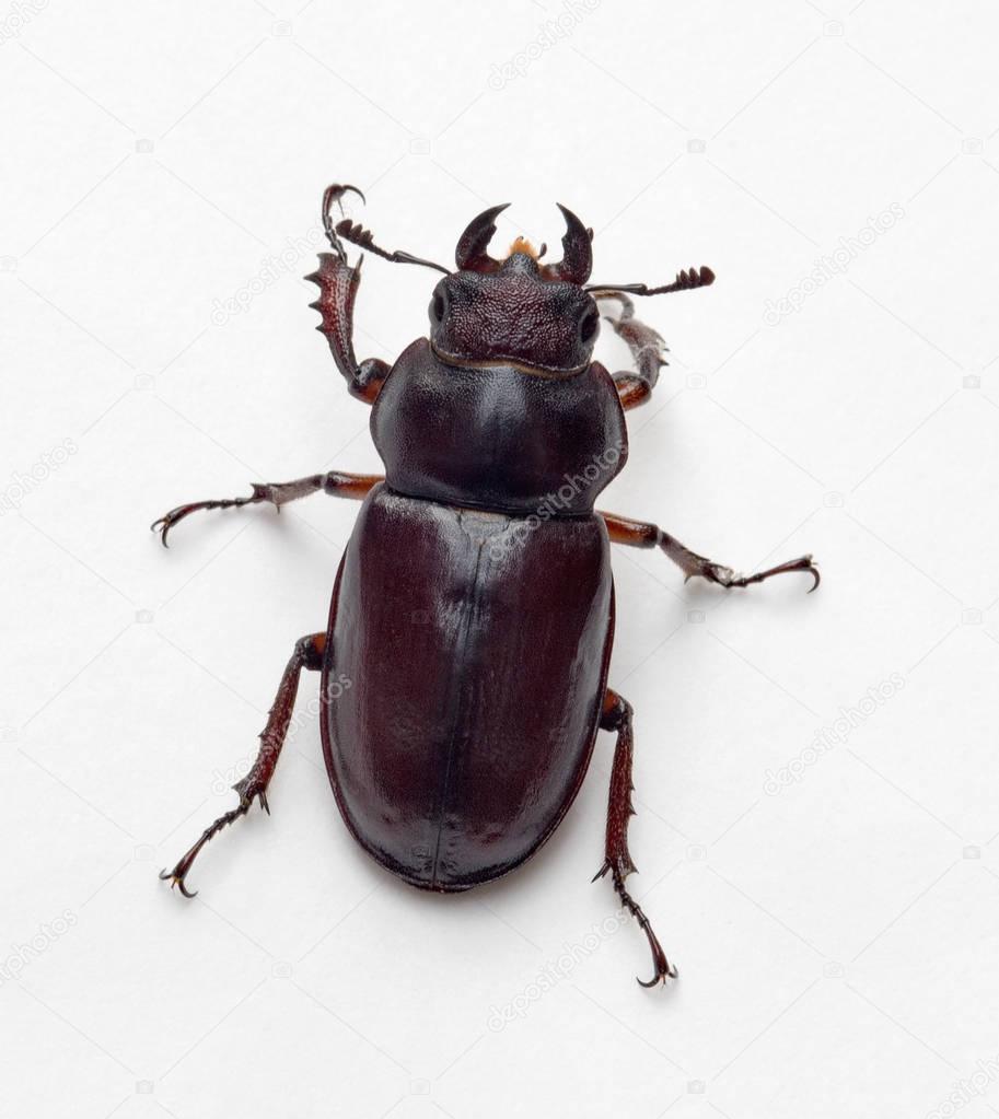 Female Stag Beetle, Top View