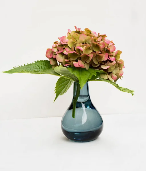Hortensja w niebieski wazon — Zdjęcie stockowe