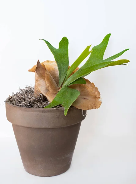 Helecho Staghorn Maceta Con Escudo Estéril Marrón — Foto de Stock