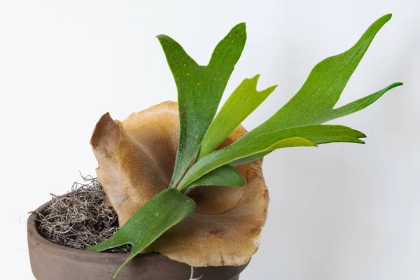 Helecho Staghorn Joven Con Escudo Estéril Marrón — Foto de Stock