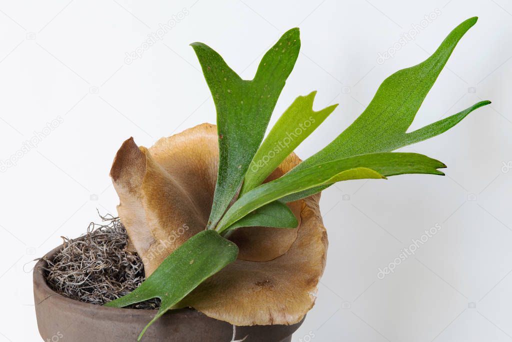 Young Staghorn Fern with Brown Sterile Shield 