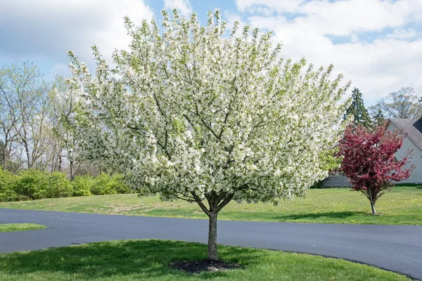 春に満開の白クラブリンゴの木 — ストック写真